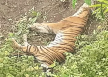 Harimau ditemukan mati di kebun warga Aceh Selatan