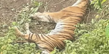 Harimau ditemukan mati di kebun warga Aceh Selatan