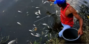 DLHK telusuri penyebab ribuan ikan mati di Sungai Krueng Nagan