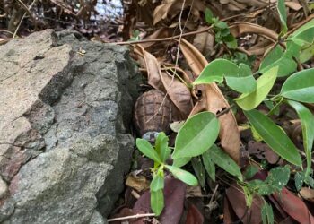 Warga Temukan Granat Tangan di Desa Durung Aceh Besar