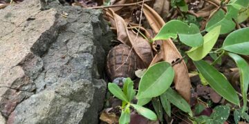 Warga Temukan Granat Tangan di Desa Durung Aceh Besar