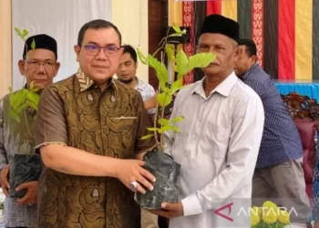 Pemkab Aceh Barat bagikan 11 ribu bibit pohon atasi erosi
