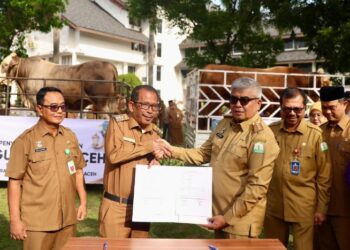 Masyarakat Pidie Jaya Dapat Hewan Kurban dari Presiden Jokowi Berbobot 920 Kg