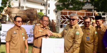 Masyarakat Pidie Jaya Dapat Hewan Kurban dari Presiden Jokowi Berbobot 920 Kg