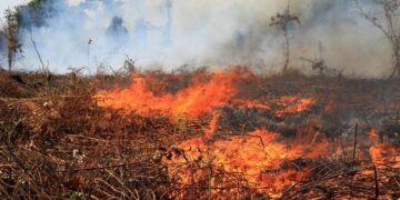 Tangani karhutla, DLHK minta pemerintah pusat bentuk Manggala Agni