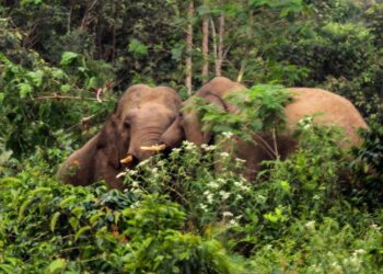 BPBD Aceh Barat Usir Gajah Pengganggu dari Perkebunan