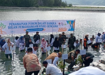 Ratusan Bibit Mangrove Ditanam di Pantai Ulee Lheue untuk Lestarikan Lingkungan