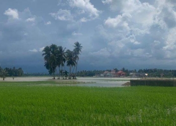 153 Hektare Sawah Padi Puso di Kecamatan Matangkuli Mengalami Gagal Panen