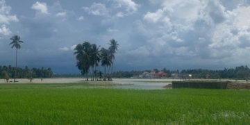 153 Hektare Sawah Padi Puso di Kecamatan Matangkuli Mengalami Gagal Panen