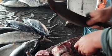 Harga Ikan Tongkol Murah di Pasar Singkil, Sementara Cabai Merah dan Bahan Pokok Lainnya Melonjak