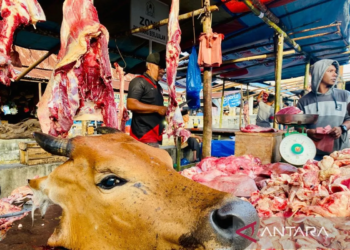 Stok Ternak Aceh Barat Cukup Untuk Penuhi Kebutuhan Daging Segar Saat Meugang Ramadhan 2025