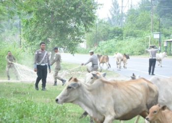 Satpol PP Aceh Besar Tertibkan Hewan Ternak di Jalan Raya untuk Keamanan Lalu Lintas