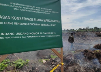 Kehilangan Hutan Aceh Timur 1.096 Hektare pada 2024: Dampak dan Solusi