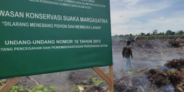 Kehilangan Hutan Aceh Timur 1.096 Hektare pada 2024: Dampak dan Solusi