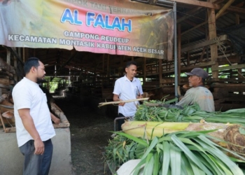 Untuk Ketersediaan Daging, Dinas Pertanian Aceh Besar Lakukan Penggemukan Sapi Program Unggulan