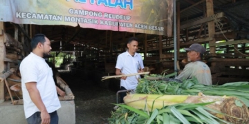 Untuk Ketersediaan Daging, Dinas Pertanian Aceh Besar Lakukan Penggemukan Sapi Program Unggulan