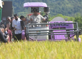 Pemerintah Aceh Targetkan Panen Padi 1,6 Juta Ton pada 2025