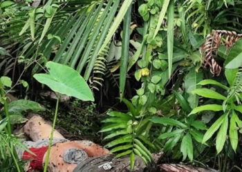 Penemuan Mayat Remaja di Pidie Jaya, Diduga Santri Hilang Sejak 7 April