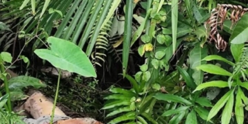 Penemuan Mayat Remaja di Pidie Jaya, Diduga Santri Hilang Sejak 7 April