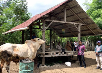 Presiden Prabowo Serahkan Dua Sapi Kurban untuk Warga Sabang di Idul Adha 1446 H