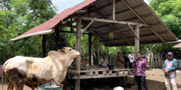 Presiden Prabowo Serahkan Dua Sapi Kurban untuk Warga Sabang di Idul Adha 1446 H