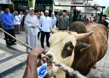 Illiza Serahkan Sapi Kurban Bantuan Presiden Prabowo pada BKM Iskandar Muda Peuniti