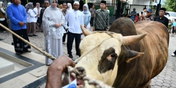 Illiza Serahkan Sapi Kurban Bantuan Presiden Prabowo pada BKM Iskandar Muda Peuniti