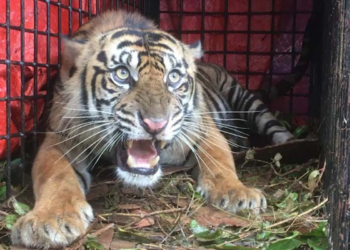 BKSDA Perkuat Pencegahan Konflik Harimau Sumatra di Aceh