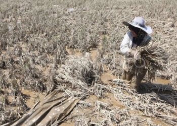 Lahan Sawah Aceh Terdampak Banjir 89.582 Ha, Kerugian Ditaksir Tembus Rp 1 Triliun