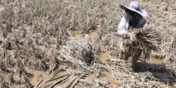 Lahan Sawah Aceh Terdampak Banjir 89.582 Ha, Kerugian Ditaksir Tembus Rp 1 Triliun