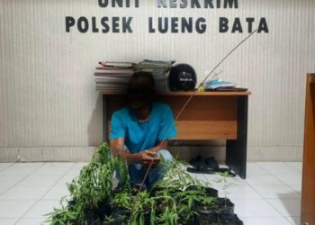 Tanam Ganja di Pekarangan Rumah Warga, Pria di Banda Aceh Diamankan Polisi, 16 Polybag Disita