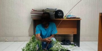 Tanam Ganja di Pekarangan Rumah Warga, Pria di Banda Aceh Diamankan Polisi, 16 Polybag Disita